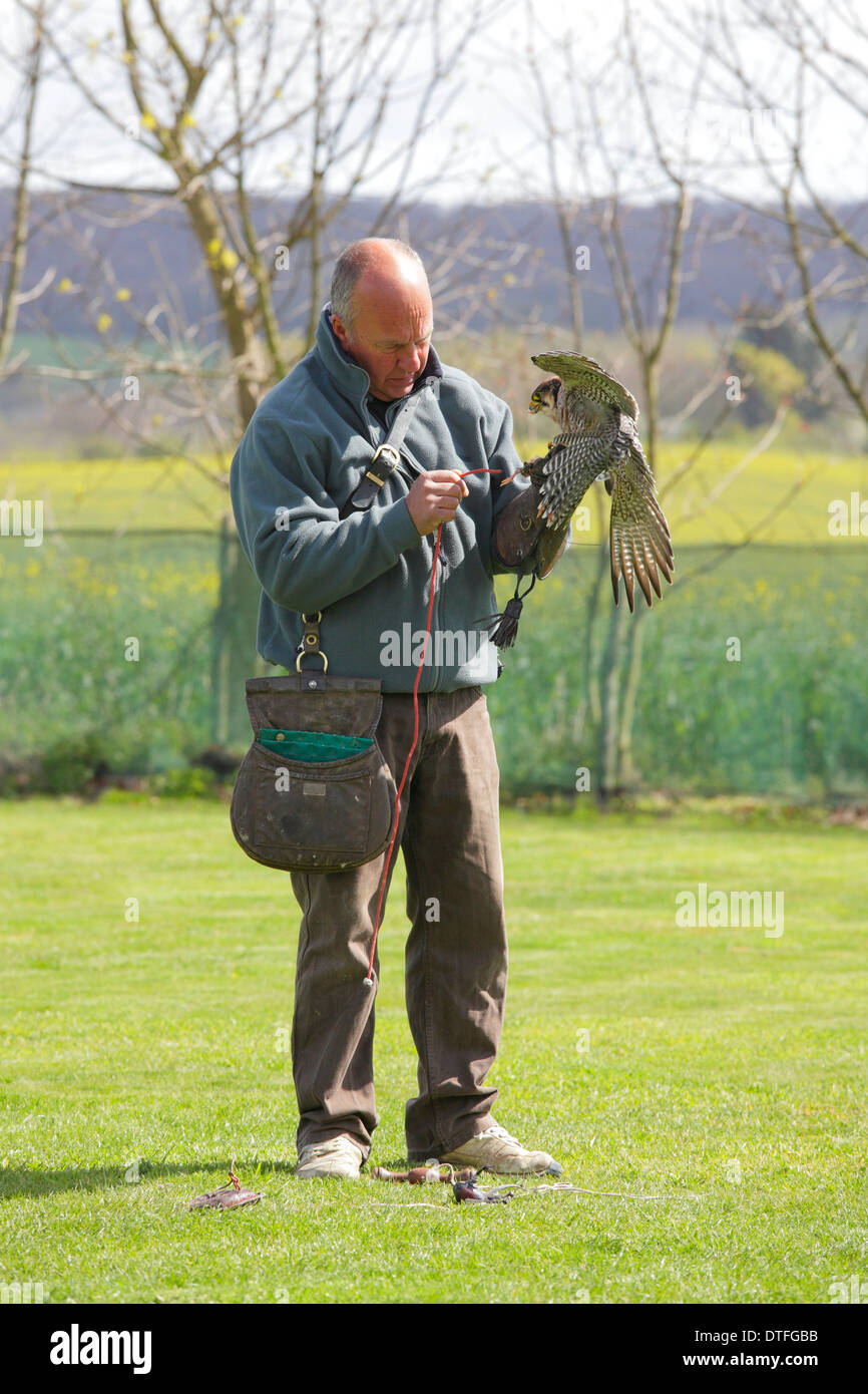 Bird handler detaching a line from a lure whilst holding a Gyr Saker falcon Stock Photo