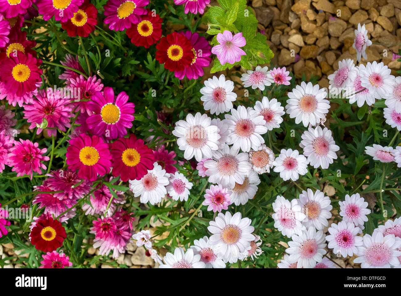 Chrysanthemums Stock Photo