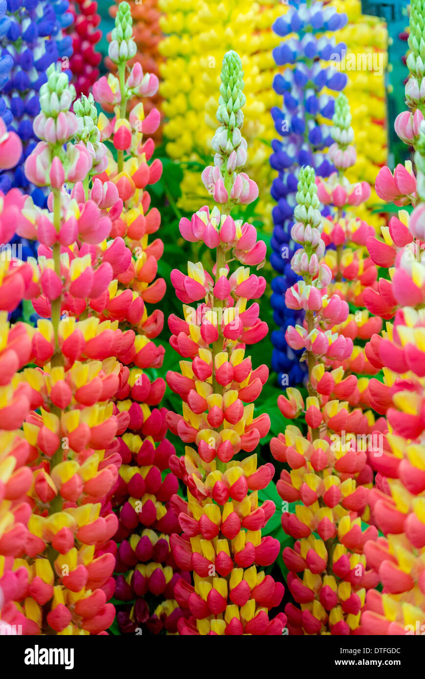 Red yellow blue flowers hi-res stock photography and images - Alamy