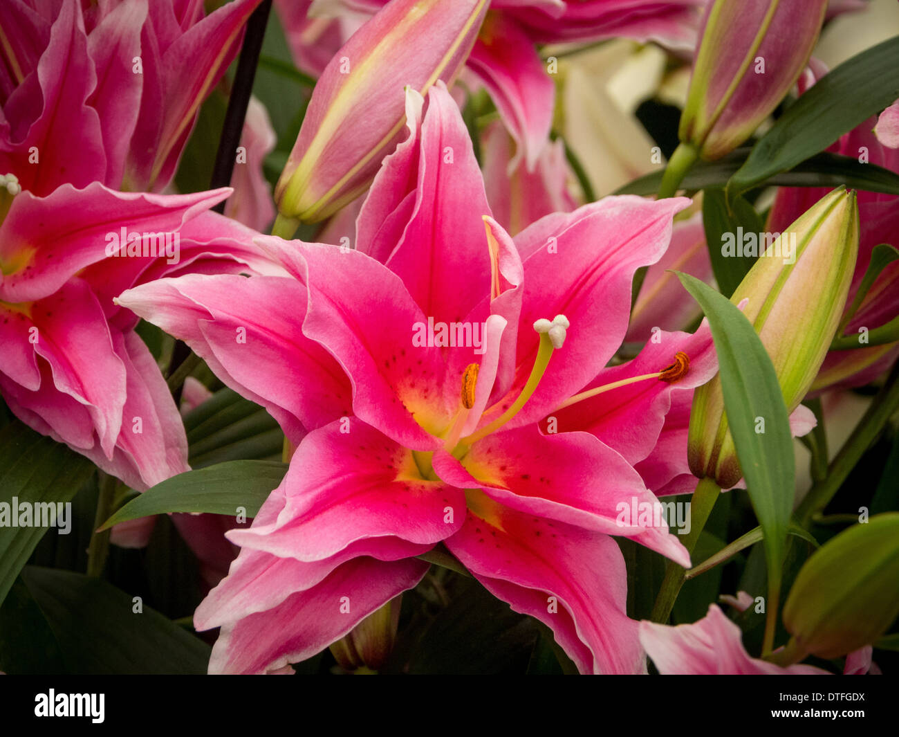 Lilium Oriental High Resolution Stock Photography and Images Alamy