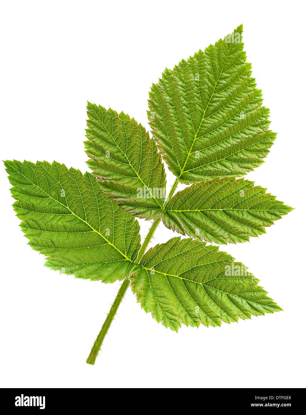 Closeup nature green leaf hi-res stock photography and images - Alamy
