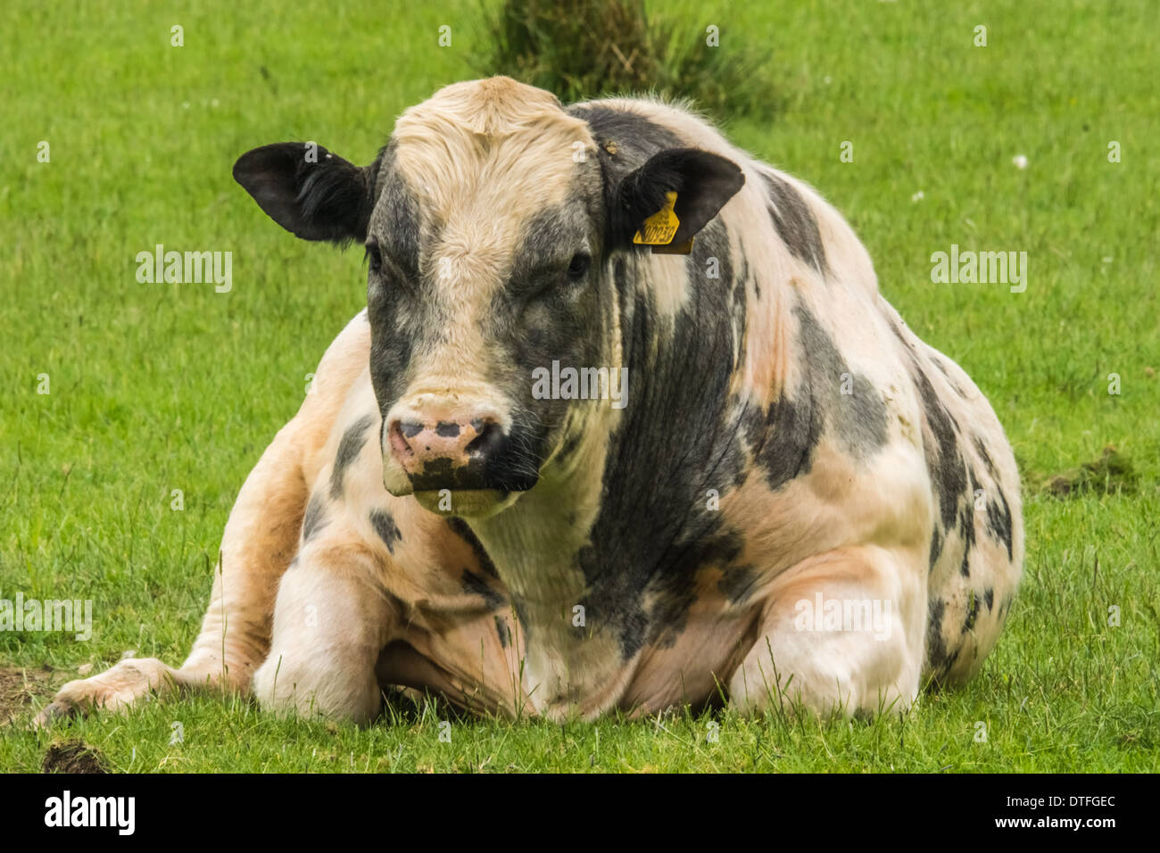 holstein friesian Bull Stock Photo