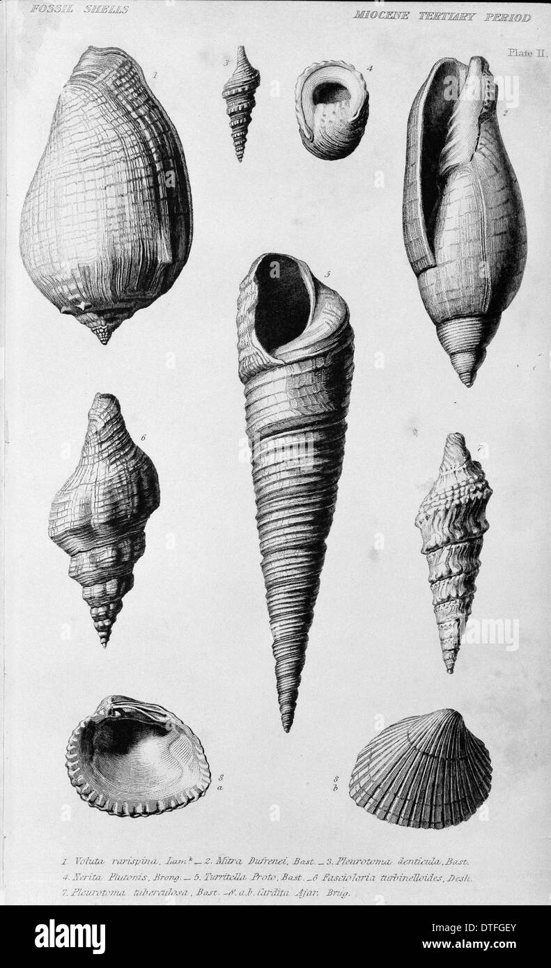 Fossil shells of the Miocene Tertiary Period Stock Photo