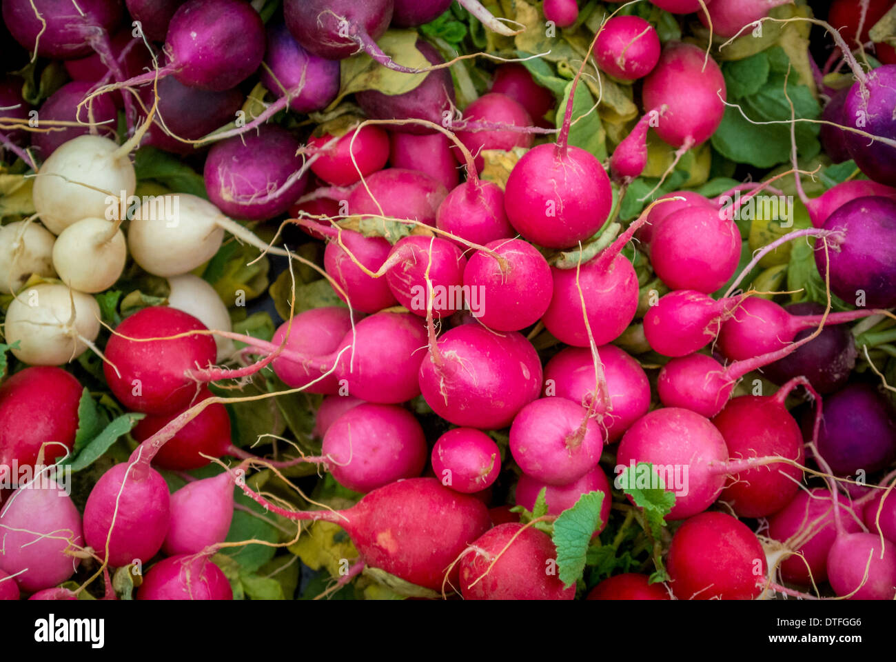 Pink, purple, red and white radishes. Stock Photo