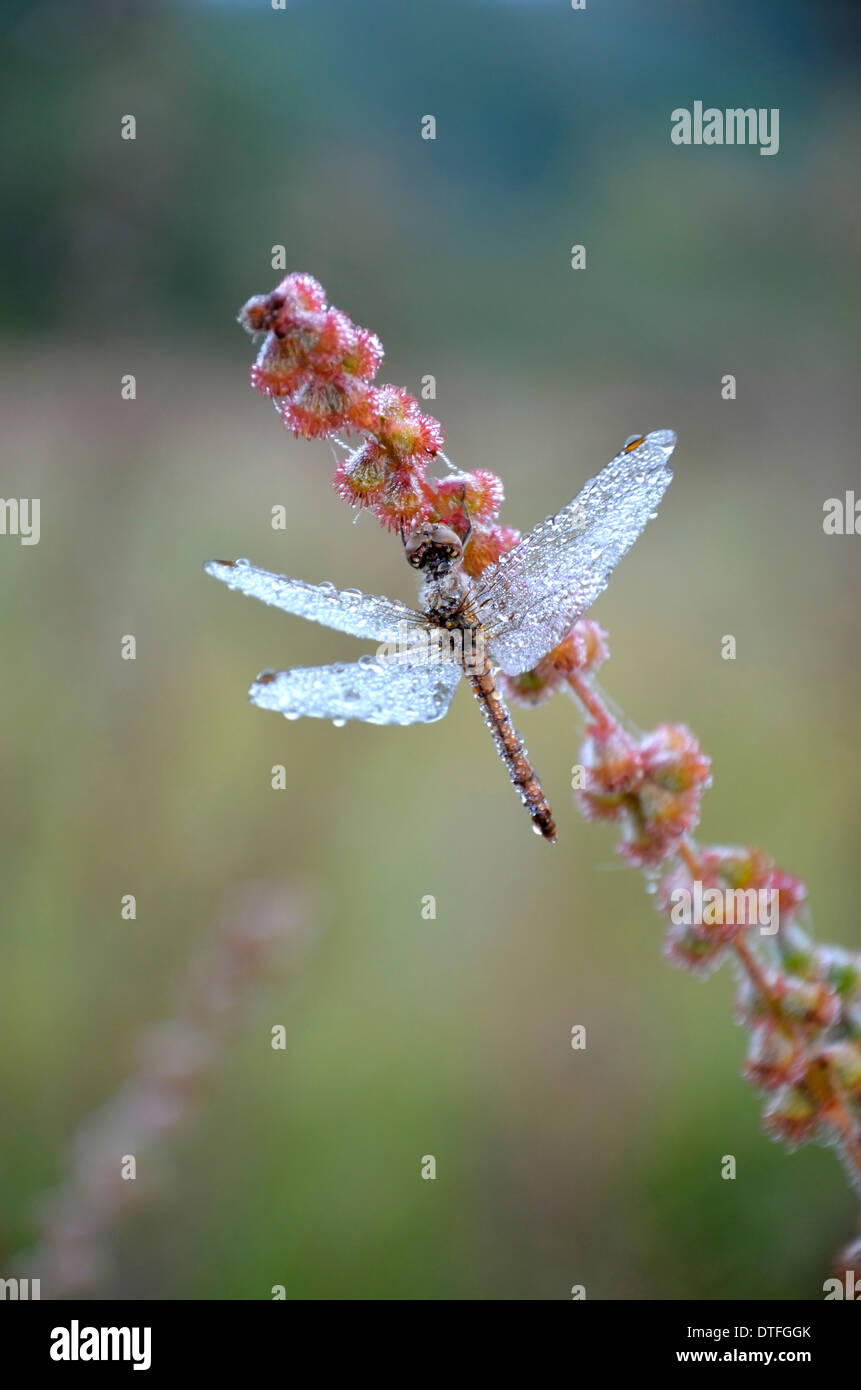 Dragonfly in the drops of dew holding for a blade of grass in the ...