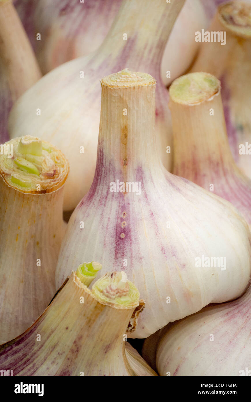 Garlic "French Purple Stock Photo Alamy