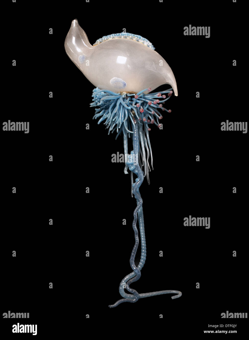 Physalia pelagica, jellyfish model Stock Photo
