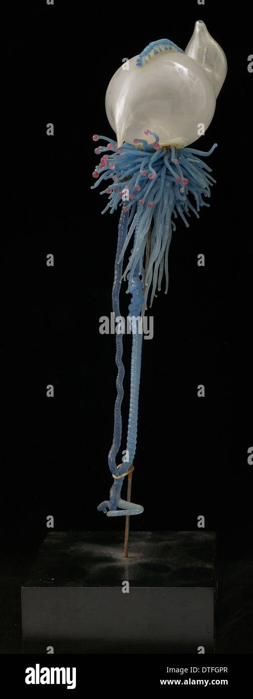 Physalia pelagica, jellyfish Stock Photo