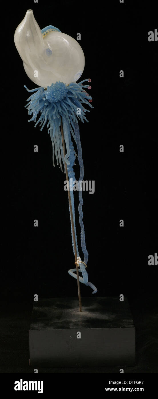 Physalia pelagica, jellyfish Stock Photo