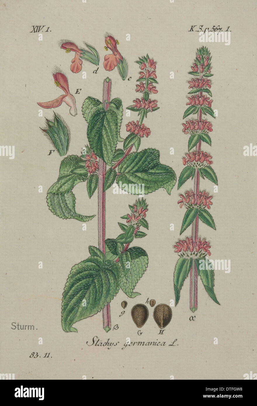 Downy Woundwort, Stachys germanica Stock Photo