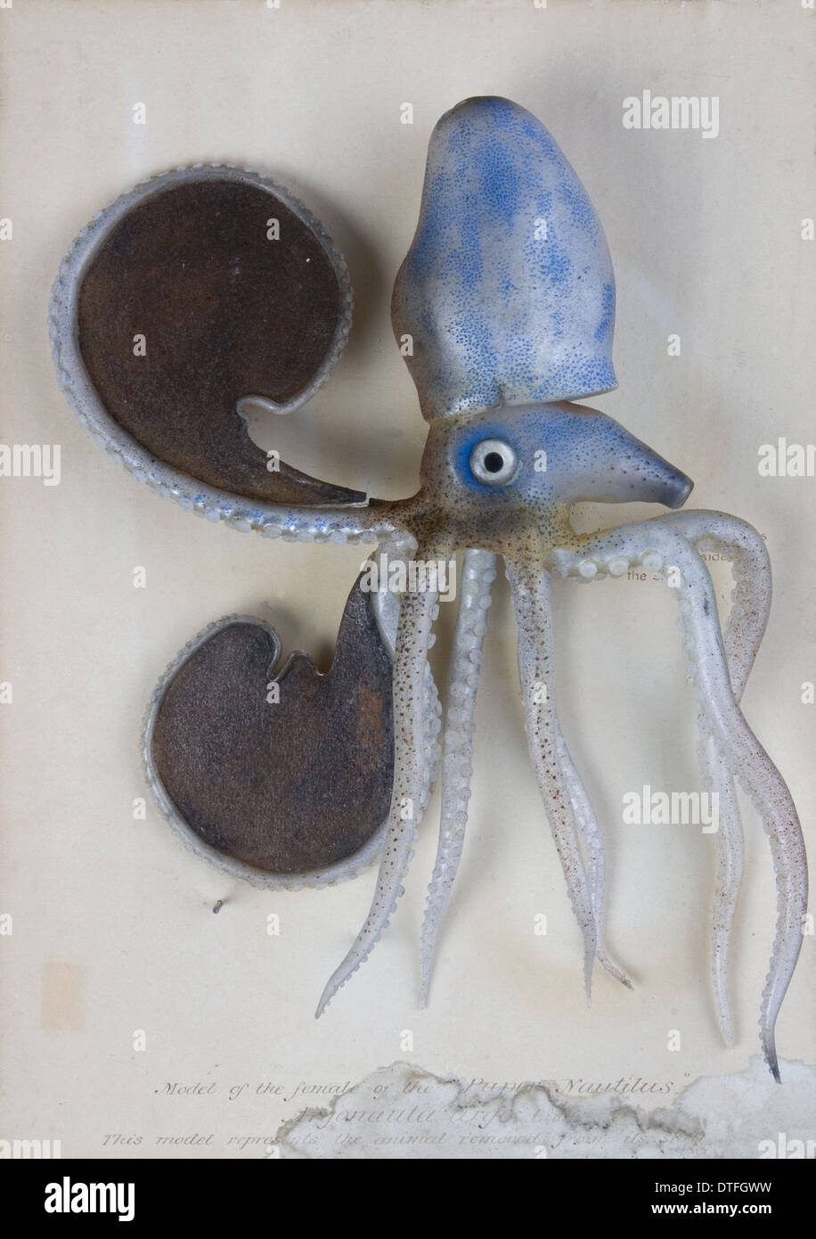 Female argonaut octopus hi-res stock photography and images - Alamy