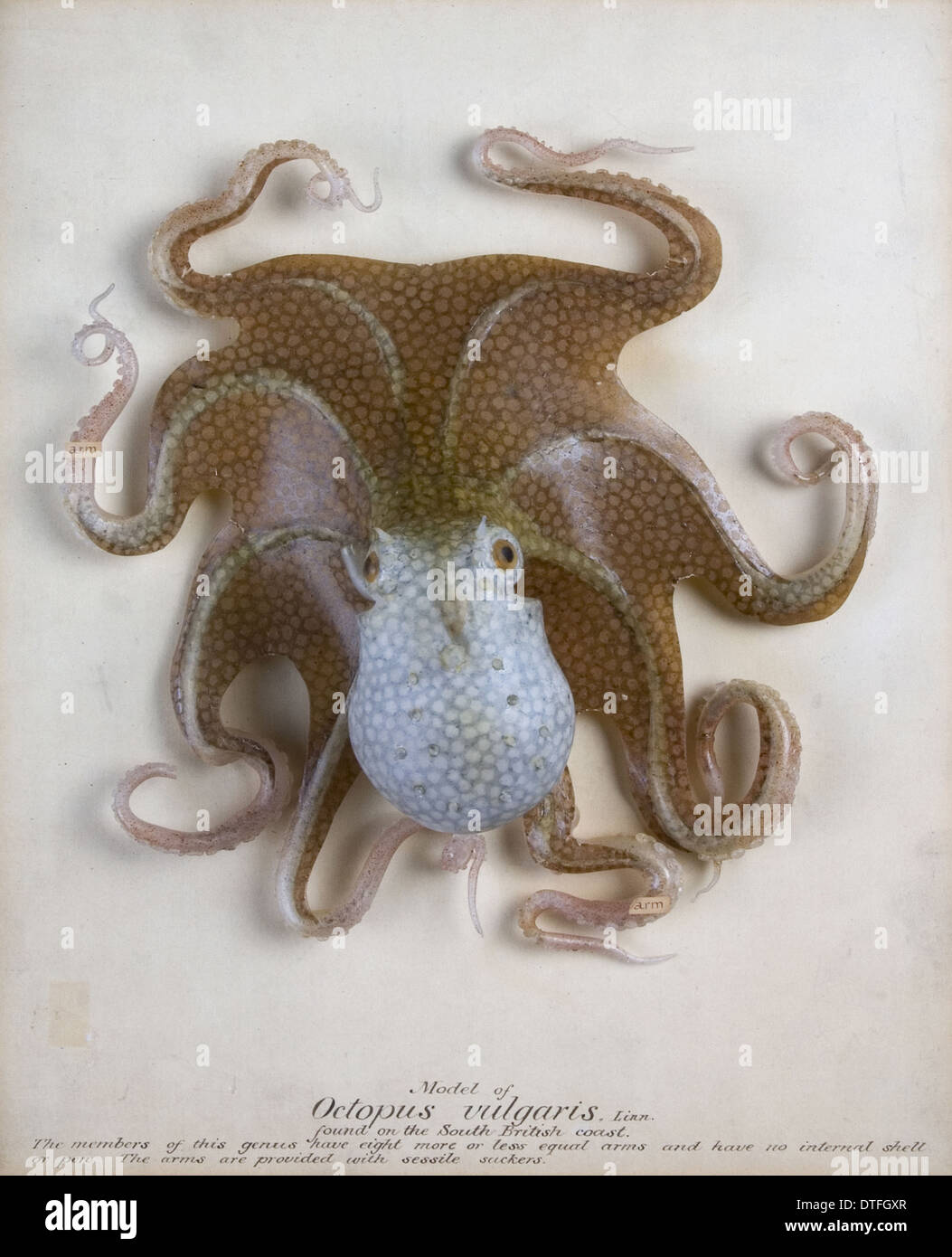 Octopus vulgaris, octopus Stock Photo