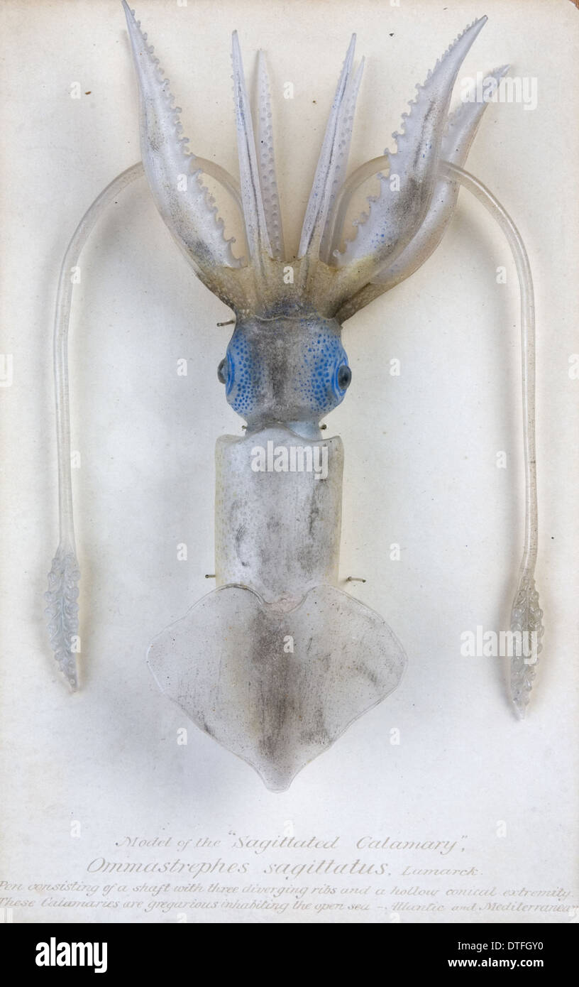 Ommastrephes sagittatus, squid Stock Photo