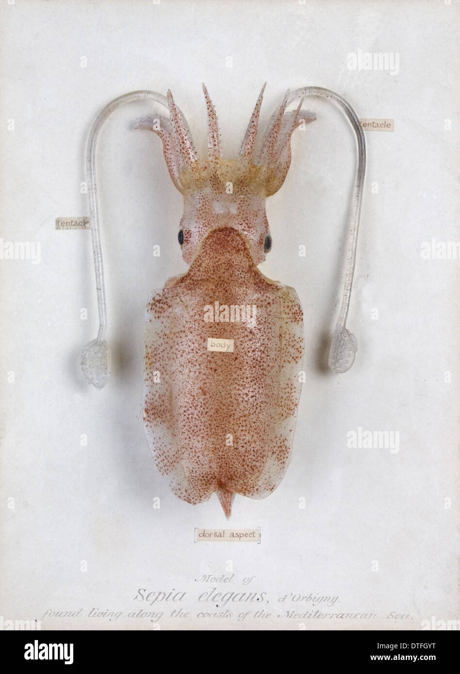 Sepia elegans, squid Stock Photo