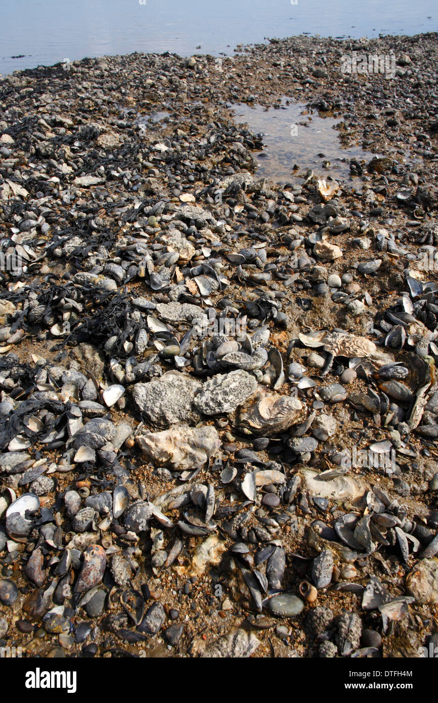 Oysters on the beach in the swale estuary with mussels and other