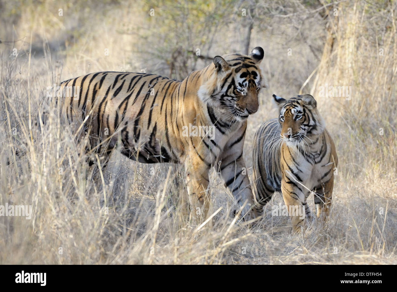 Male and female bengal tiger (Panthera tigris tigris) during courtship, Ranthambhore national park, Rajastan, India. Stock Photo