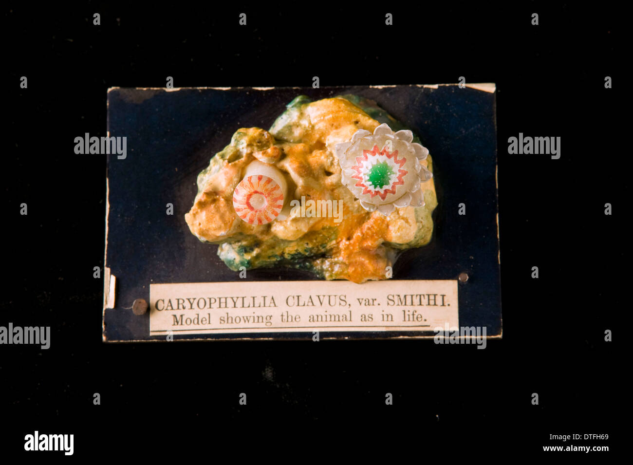Caryophyllia clavus, sea anemone Stock Photo