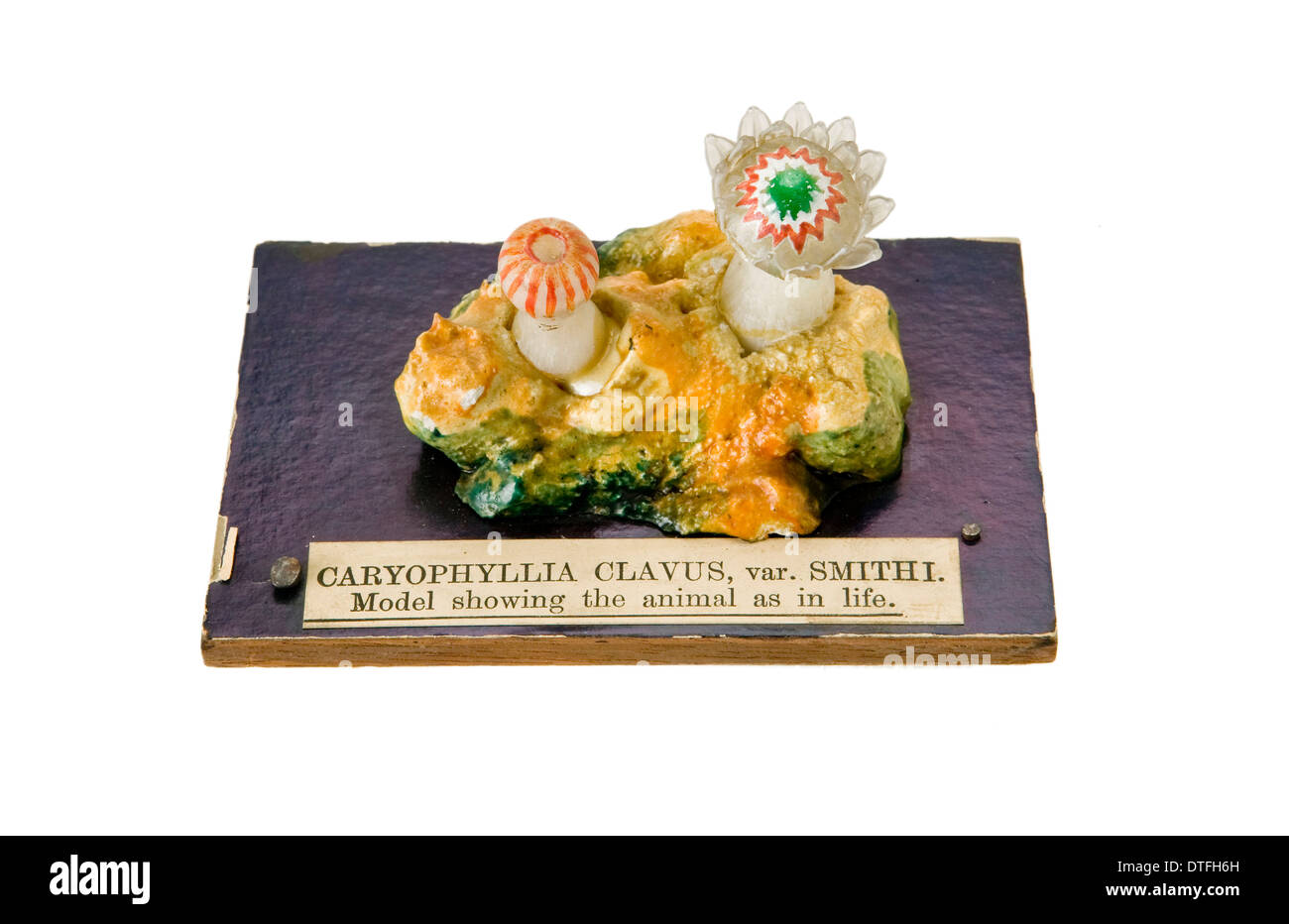Caryophyllia clavus, sea anemone Stock Photo