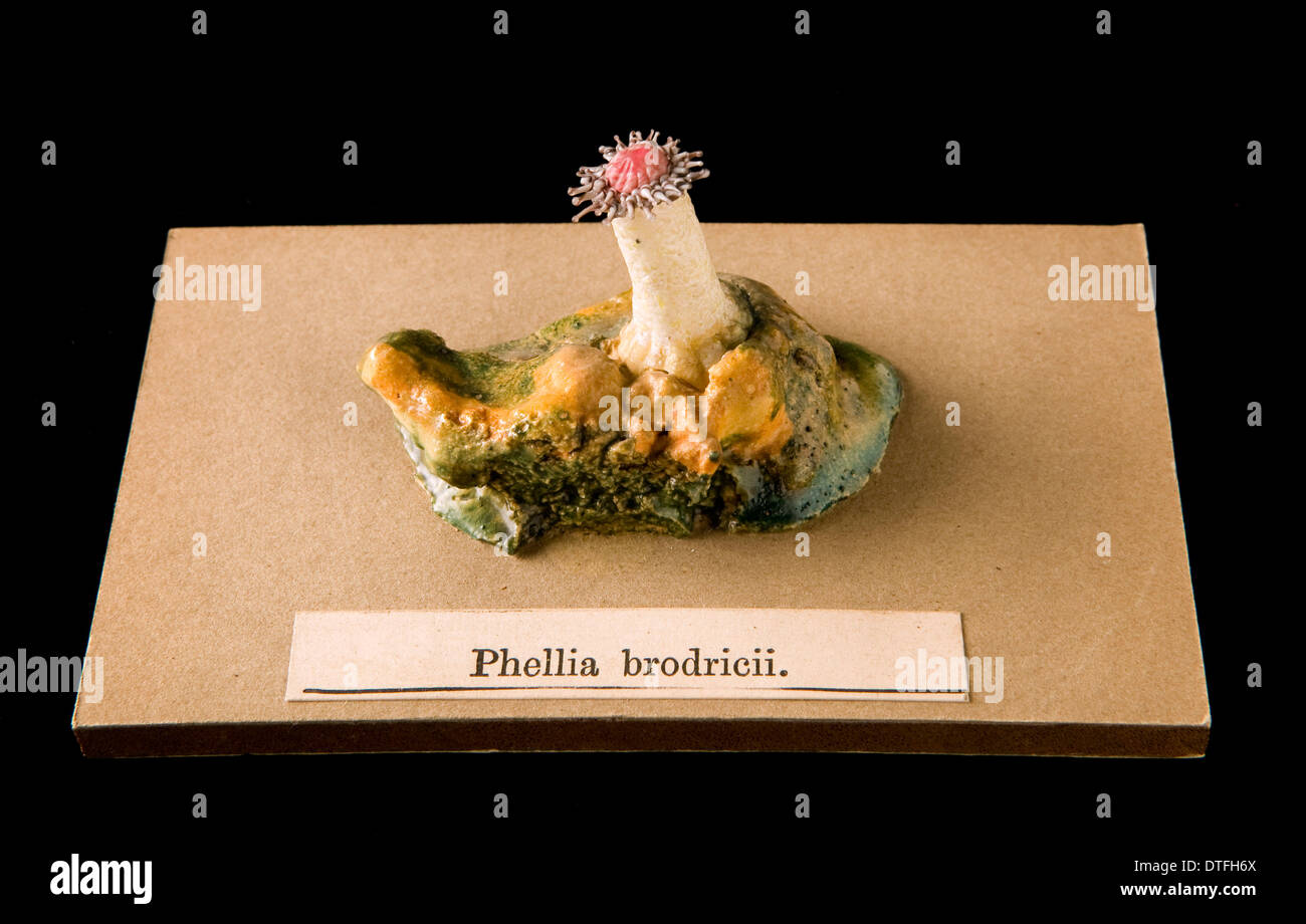 Phellia brodricii, sea anemone Stock Photo