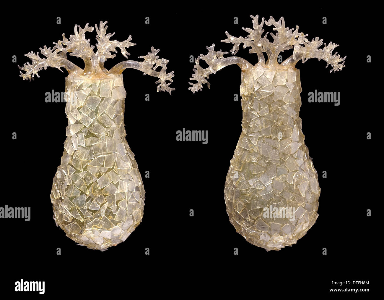 Difflugia pyriformis, amoebae Stock Photo