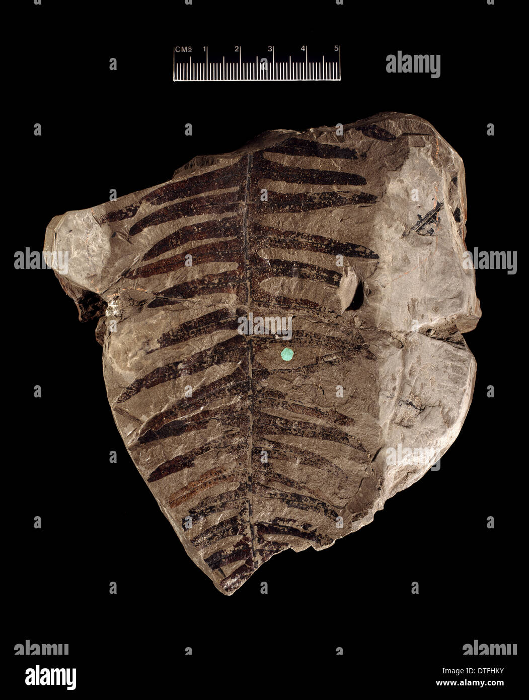Phlebopteris polypodioides, fossil plant Stock Photo