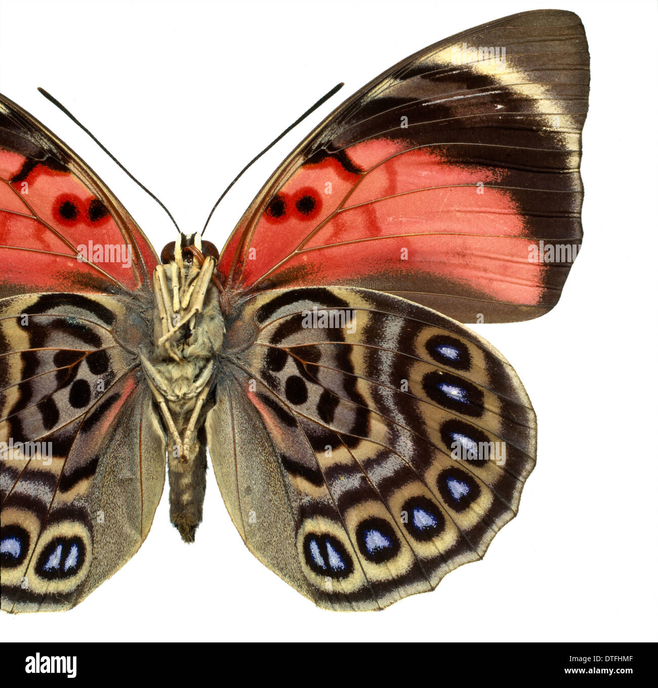 Agrias claudina, butterfly Stock Photo