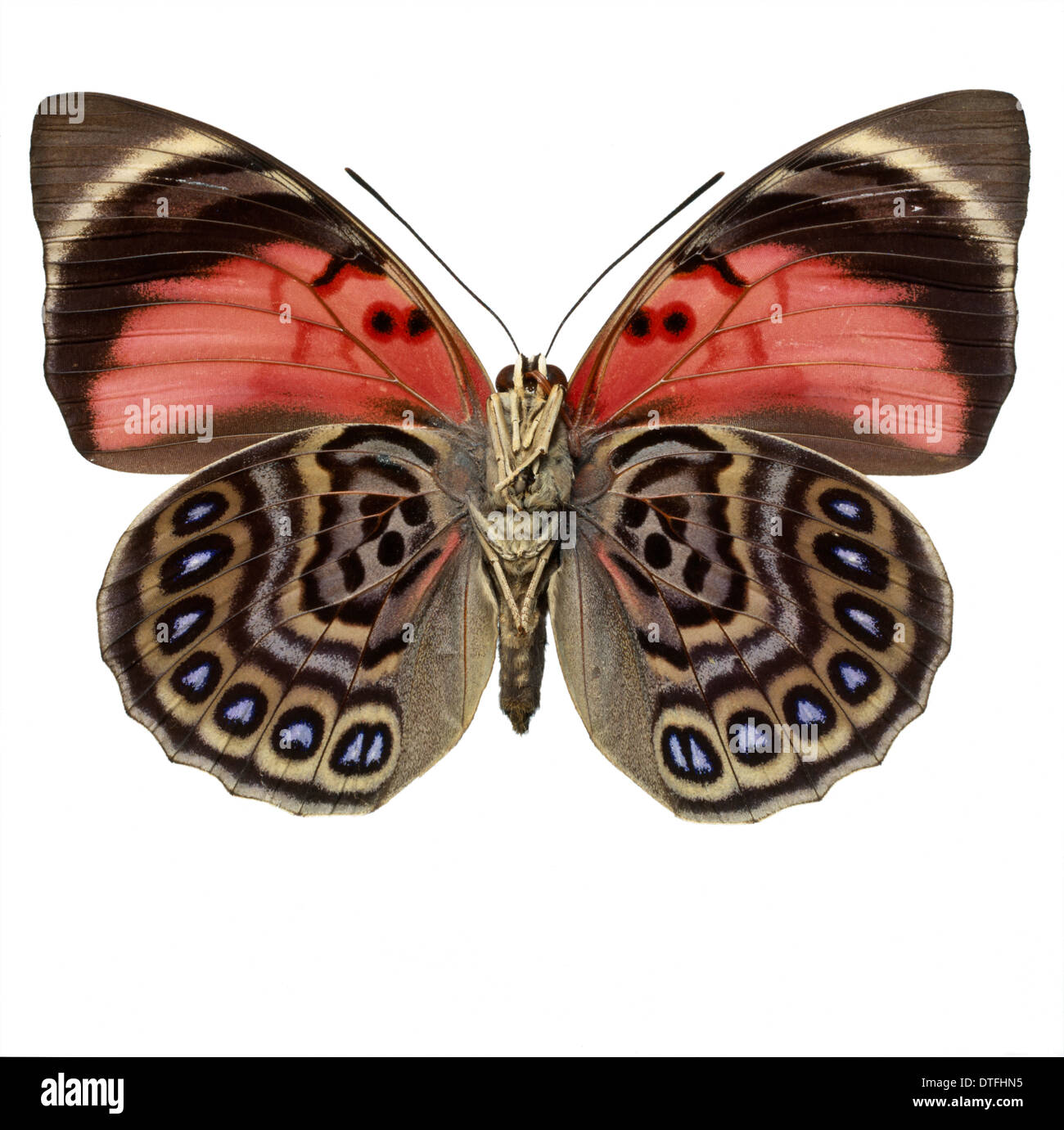 Agrias claudina, butterfly Stock Photo