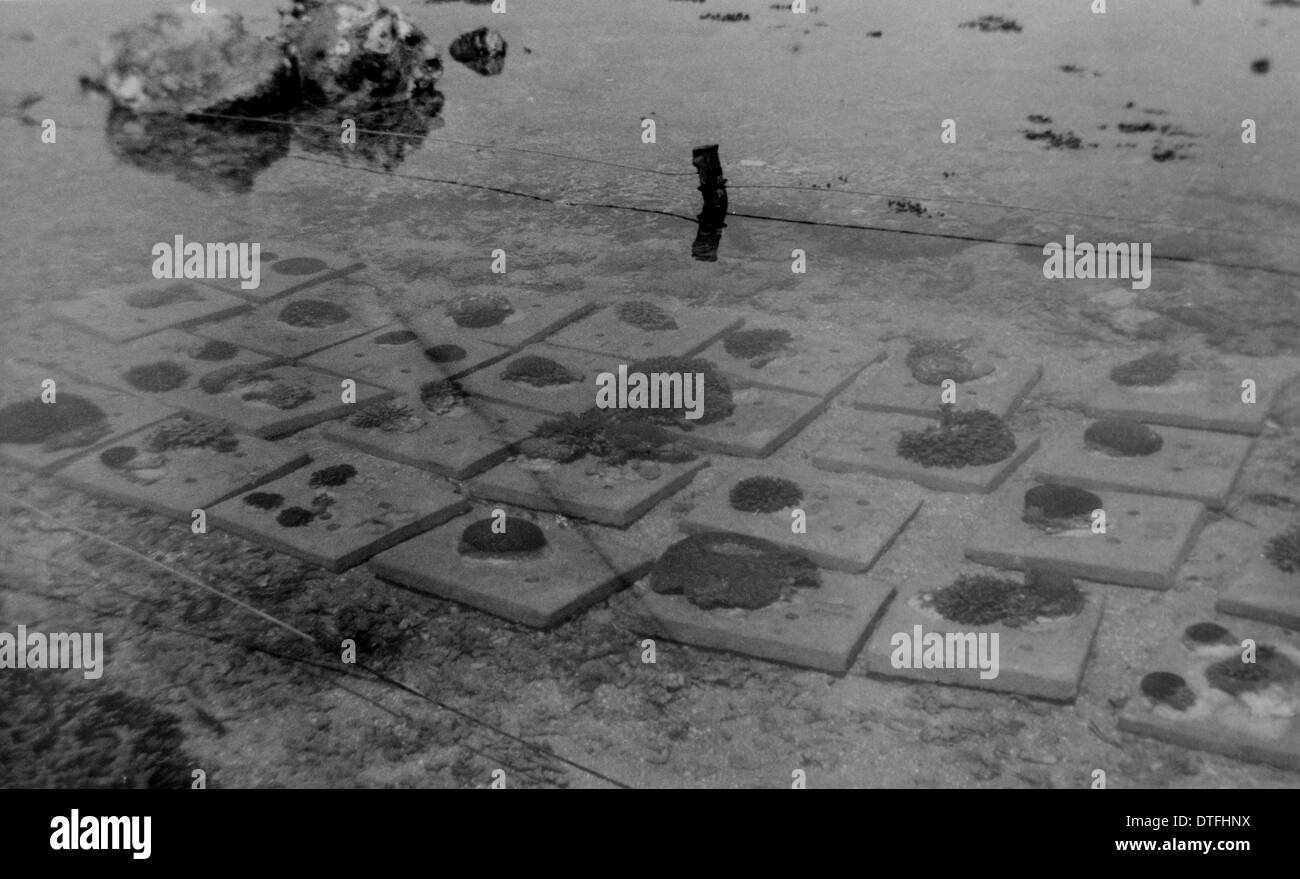 Corals on cement blocks GBR Expedition 1928-1929 Stock Photo