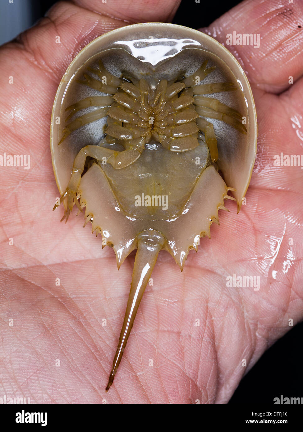 Horseshoe Crab Underside