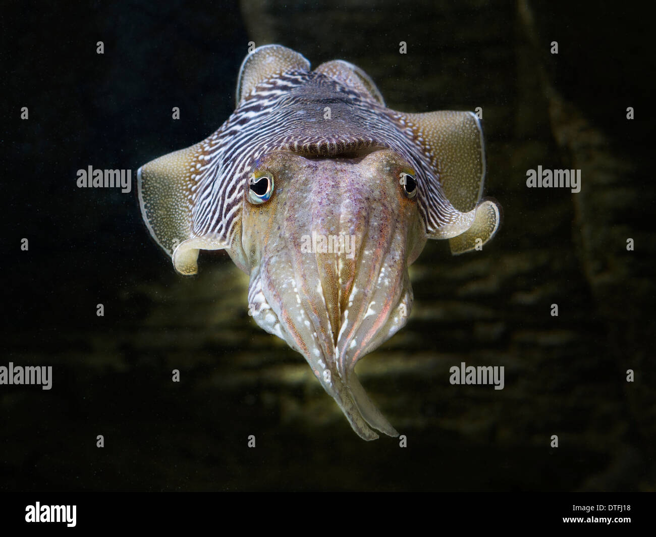 European common cuttlefish (Sepia officinalis) Stock Photo