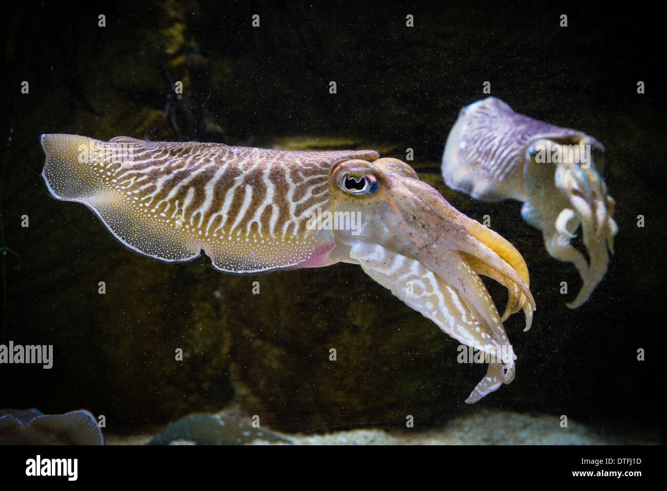 2 European common cuttlefish (Sepia officinalis) Stock Photo