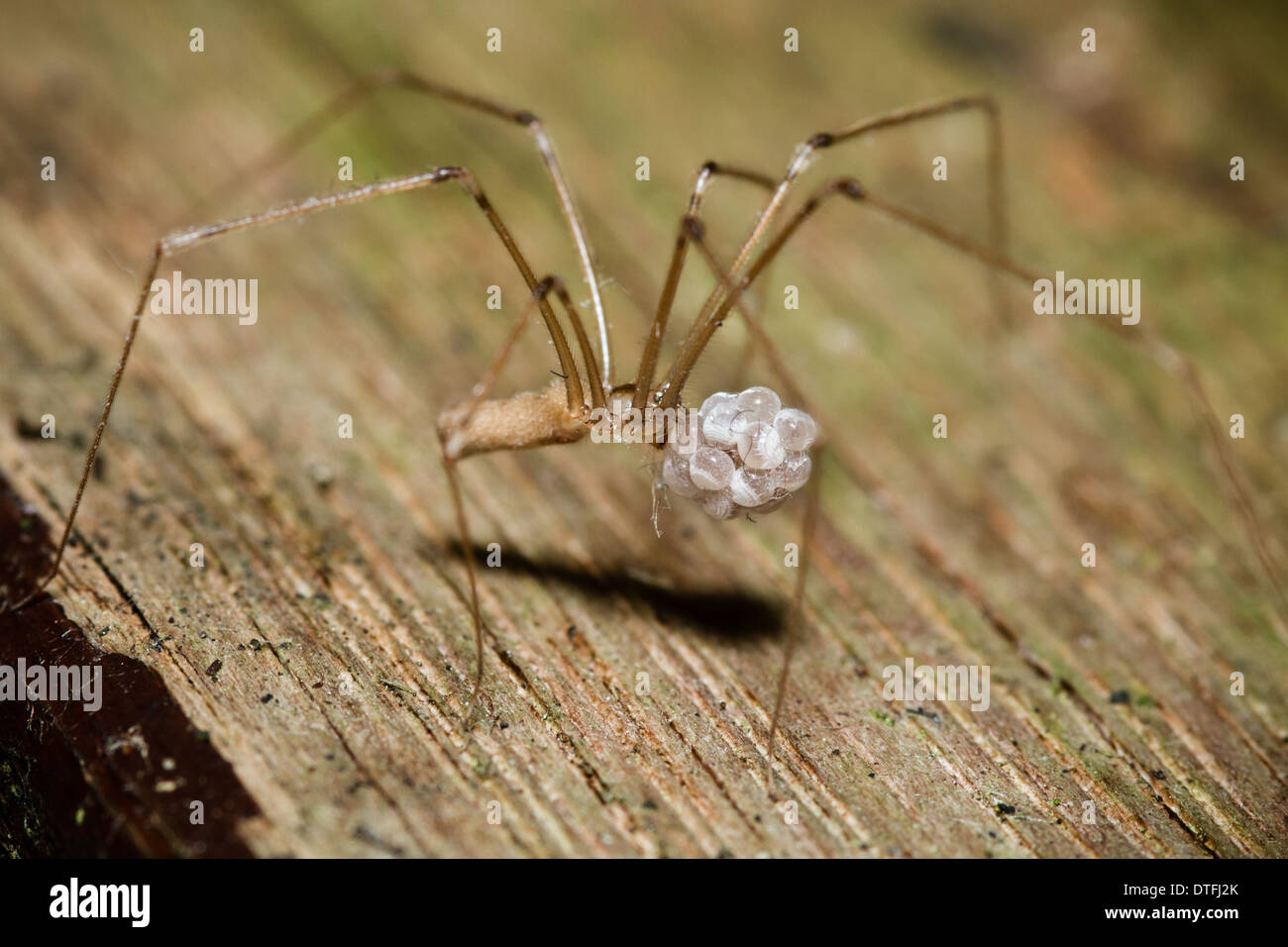 Female Daddy Long-legs Spider (Pholcus phalangioides) and eggs Stock Photo