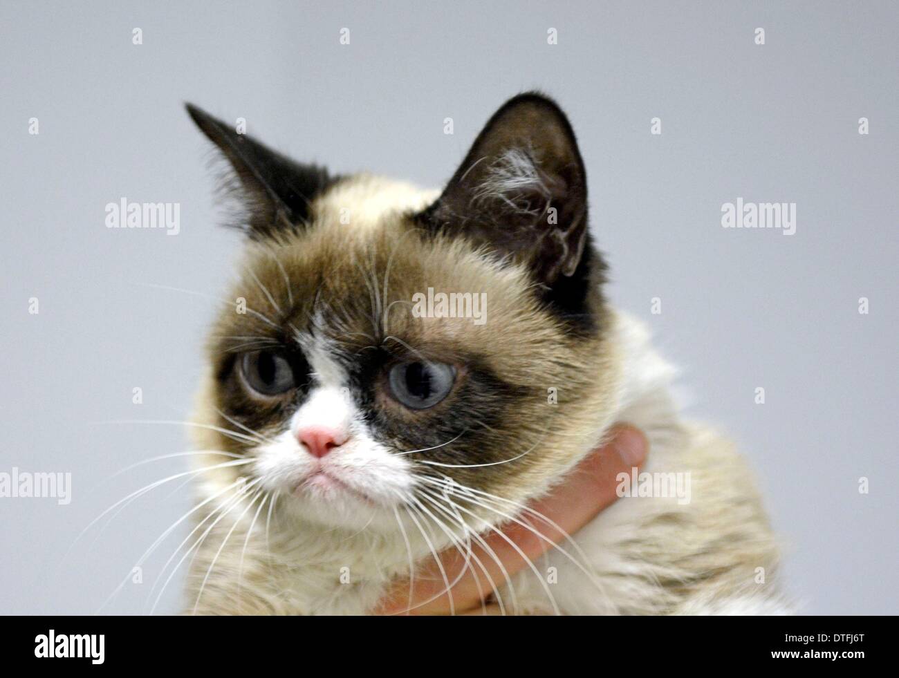 Grumpy cat tardar sauce hi-res stock photography and images - Alamy