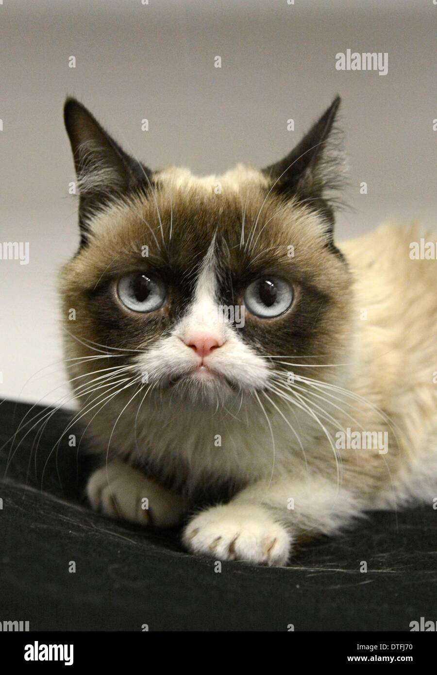 New York, NY, USA. 17th Feb, 2014. Grumpy Cat aka Tardar Sauce at talk