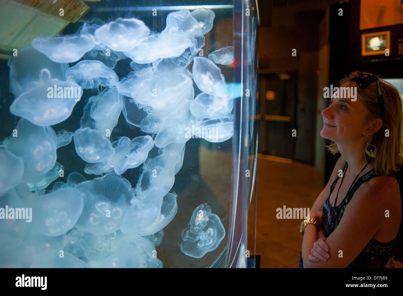 USA Florida Sarasota FL Lido Key Mote Marine Laboratory  aquarium woman visitor looking at moon jellies jellyfish Stock Photo