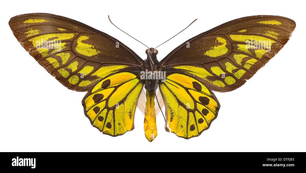 Ornithoptera croesus, Wallace's golden birdwing butterfly Stock Photo