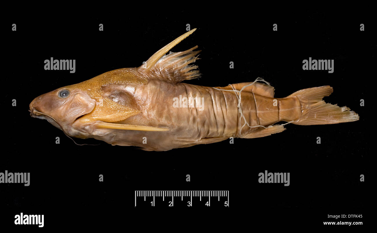 Synodontis maculipinna, catfish Stock Photo