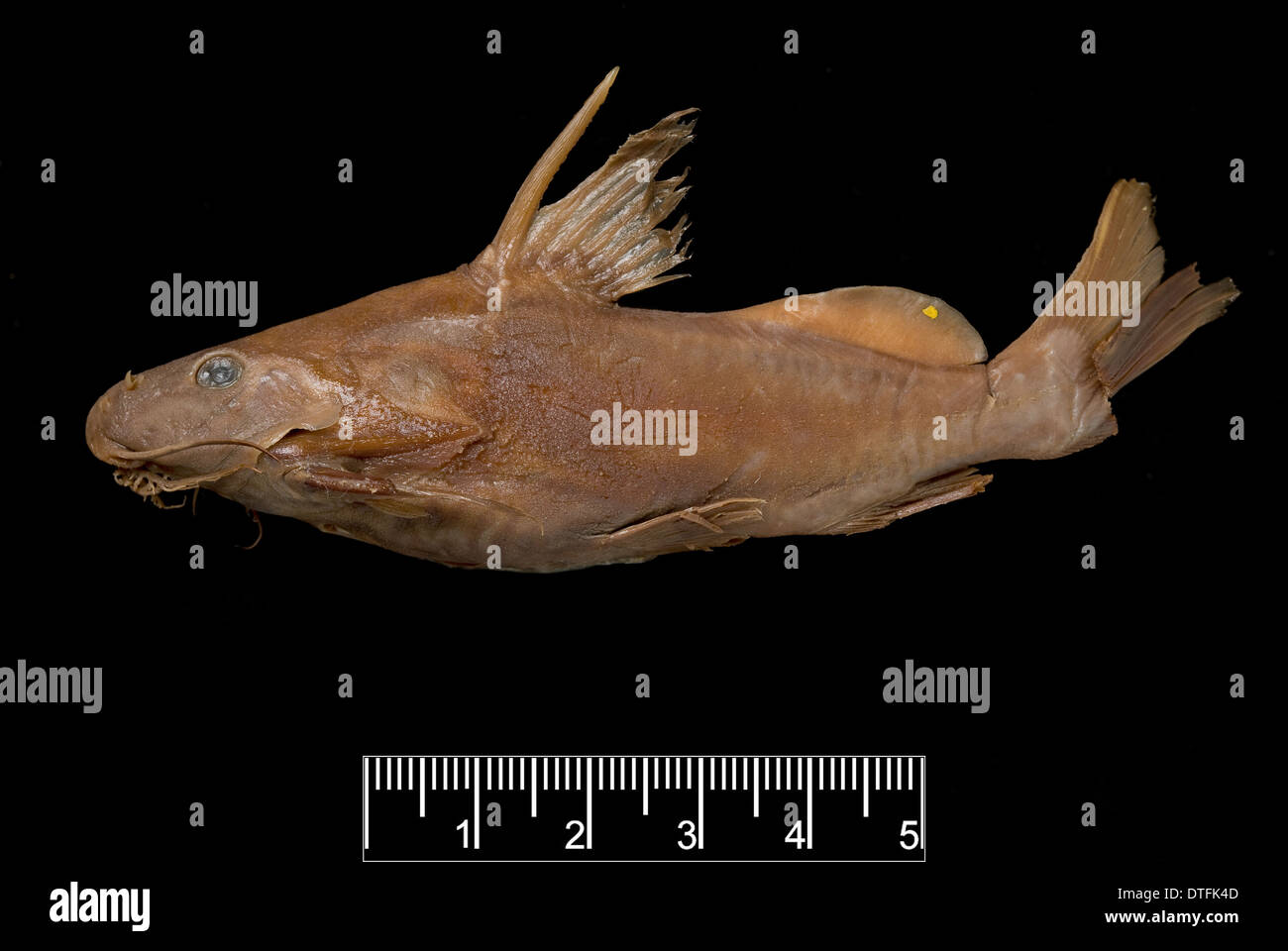 Synodontis maculipinna, catfish Stock Photo
