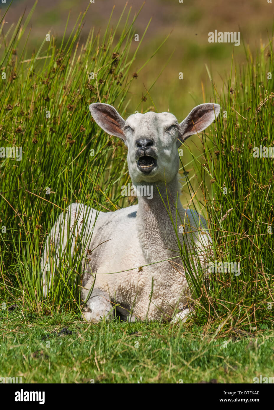 Ram and ewe sheep hires stock photography and images Alamy