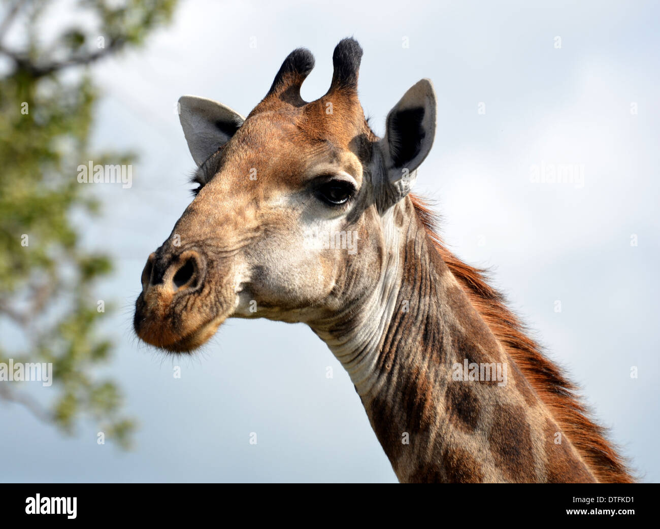 Wild animals hi hi-res stock photography and images - Alamy