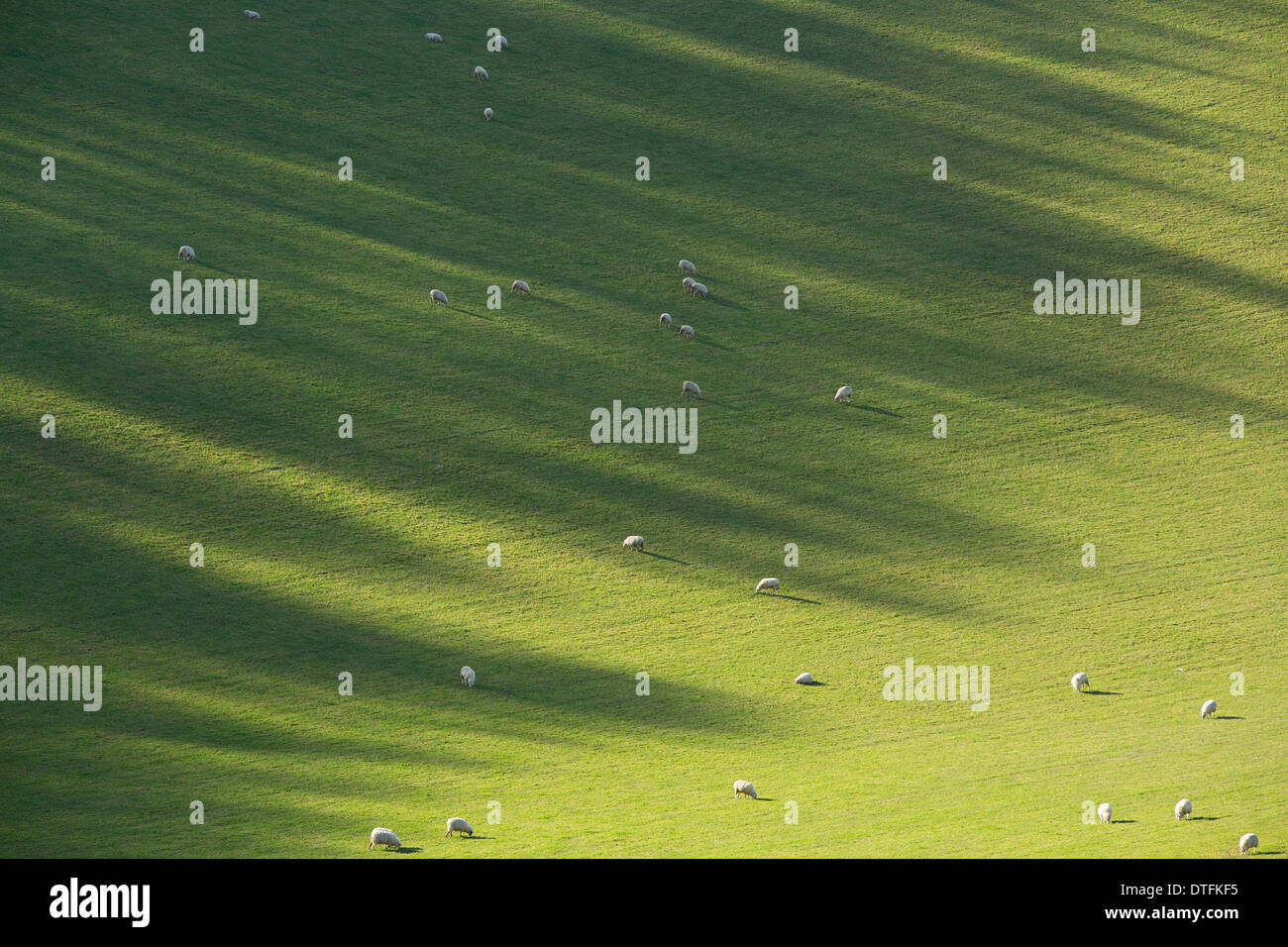 Sheep Grazing at Littlecombe Bottom near Shaftesbury in Dorset Stock Photo