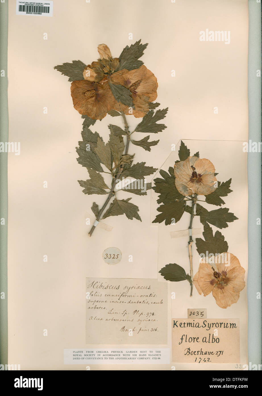 Flore Albo Hi Res Stock Photography And Images Alamy