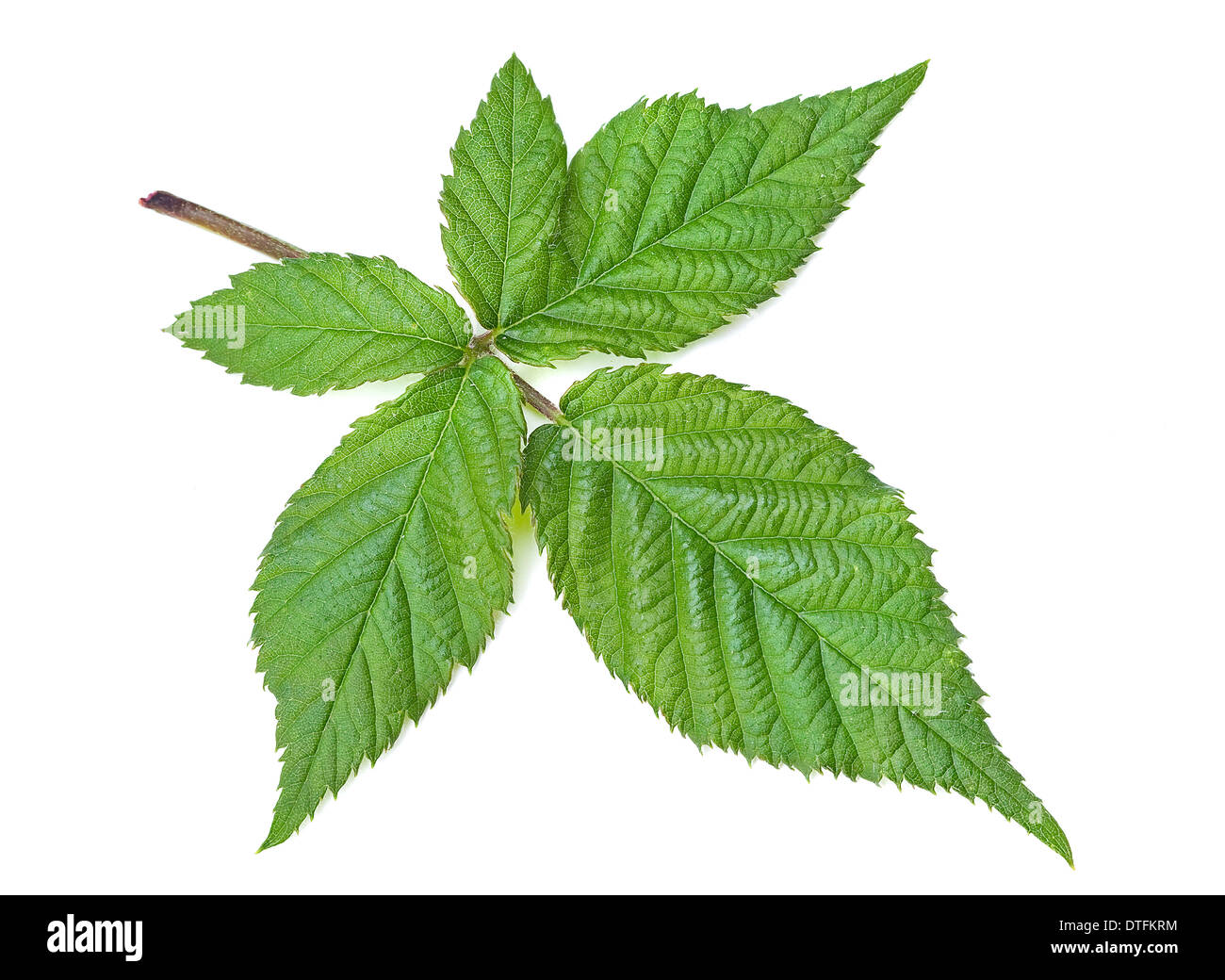 Blackberry fresh leaf isolated on white Stock Photo