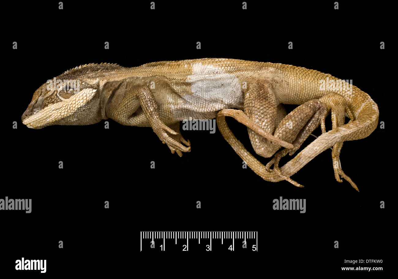 Lophognathus gilberti, gilbert's dragon Stock Photo