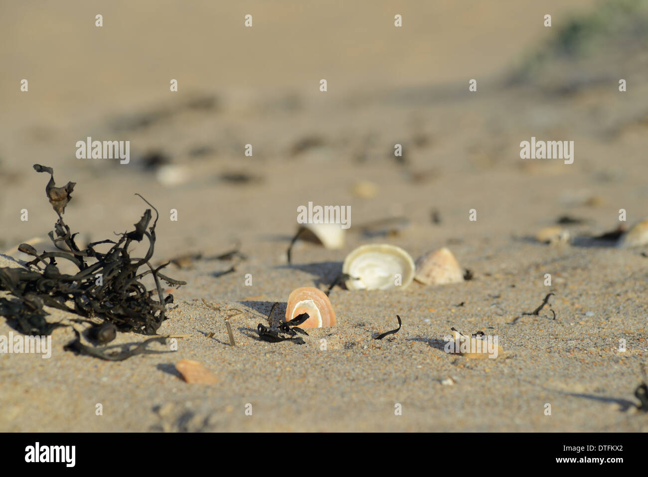 Shells and dry seaweed on sandy beach in close up with some shells upturned seen on the Northumbrian coast Stock Photo