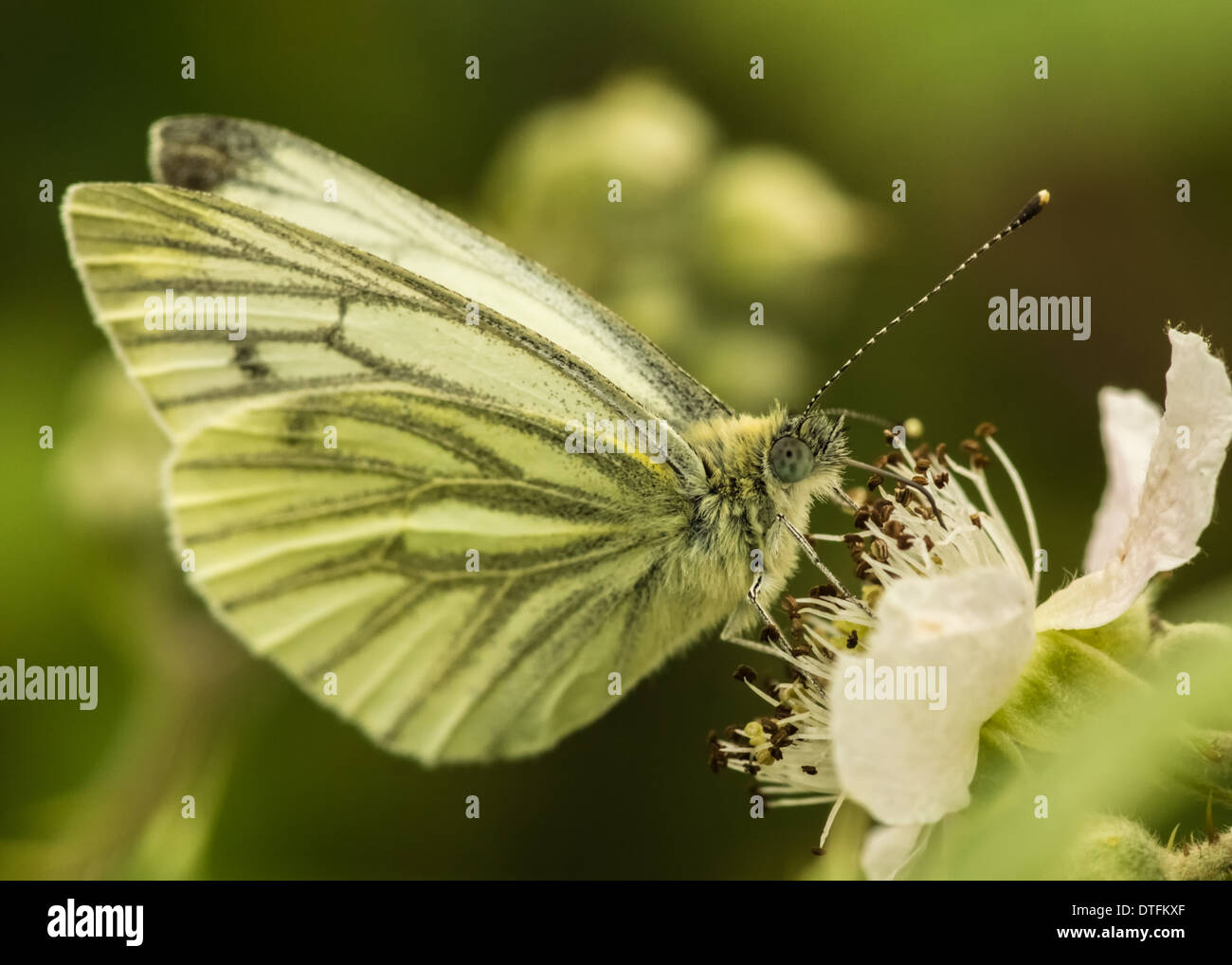 green-veined white butterfly / pieris napi Stock Photo
