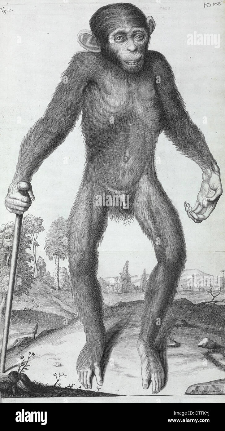 Pan troglodytes, Chimpanzee Stock Photo