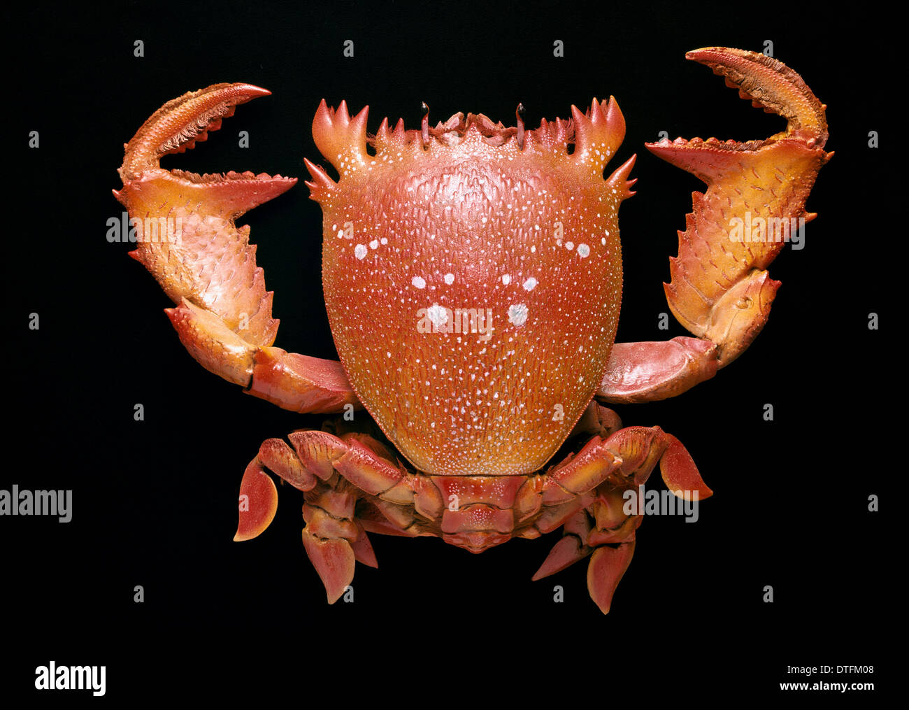 Spanner crab hi-res stock photography and images - Alamy