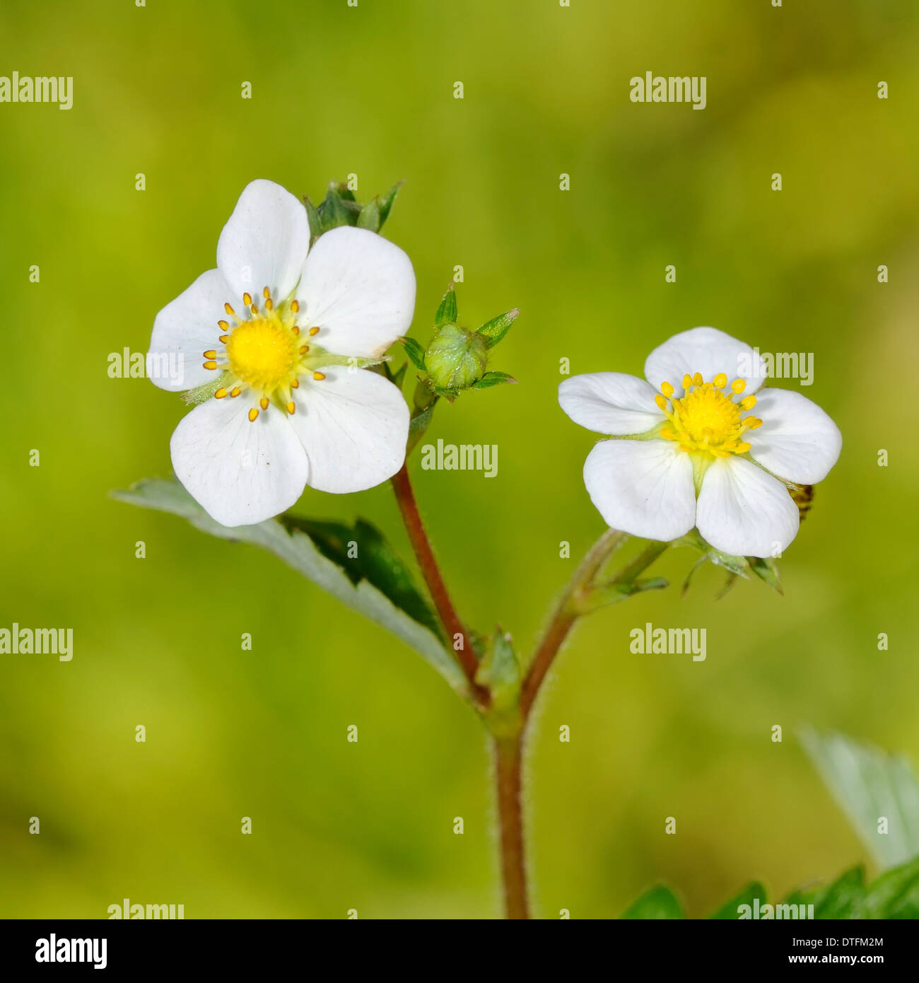 Wild strawberry, Fragaria vesca, portrait of two flowers with out of focus background. Stock Photo