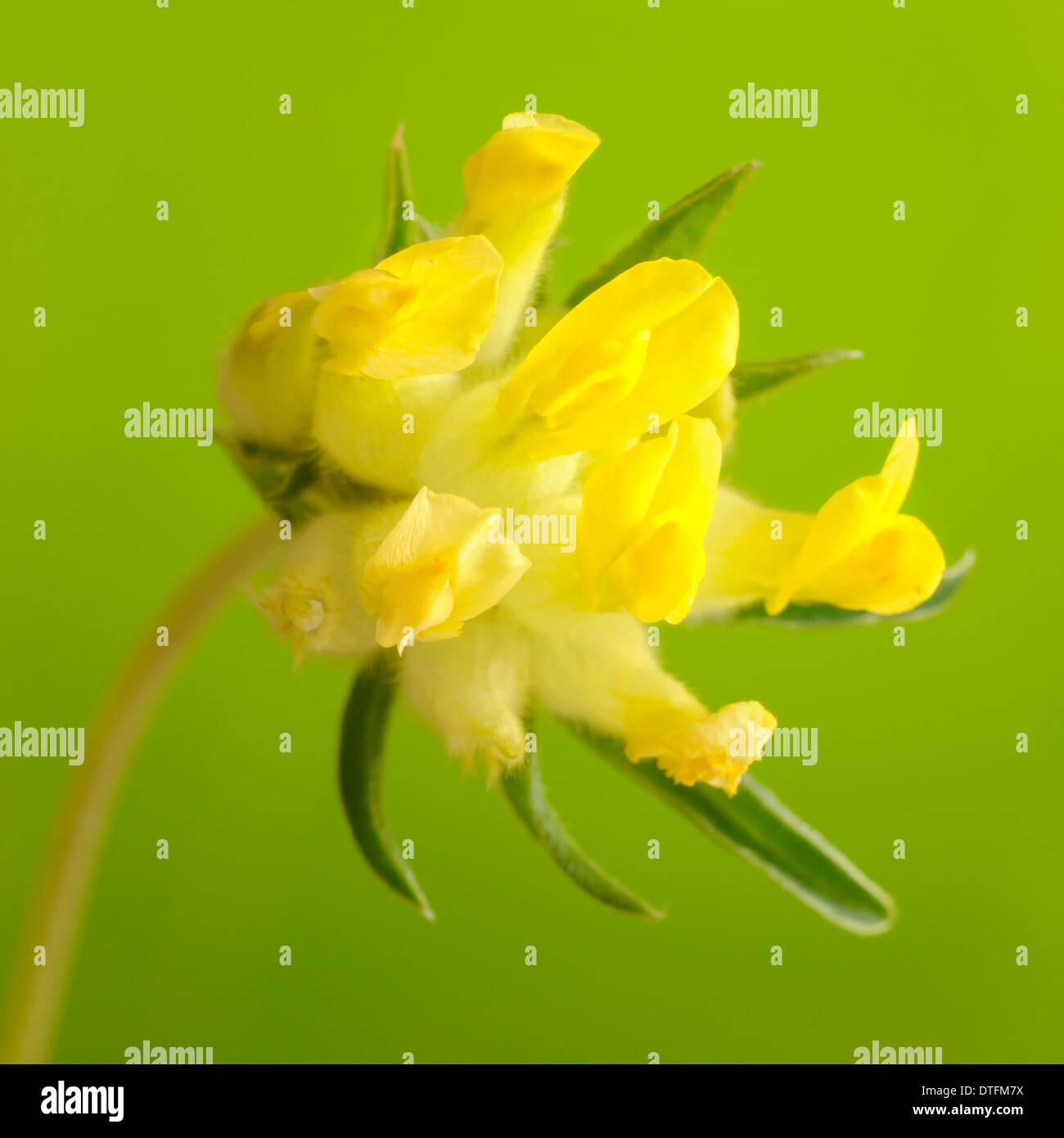 Common kidneyvetch, Anthyllis vulneraria, portrait of yellow flowers with nice outfocus background. Stock Photo